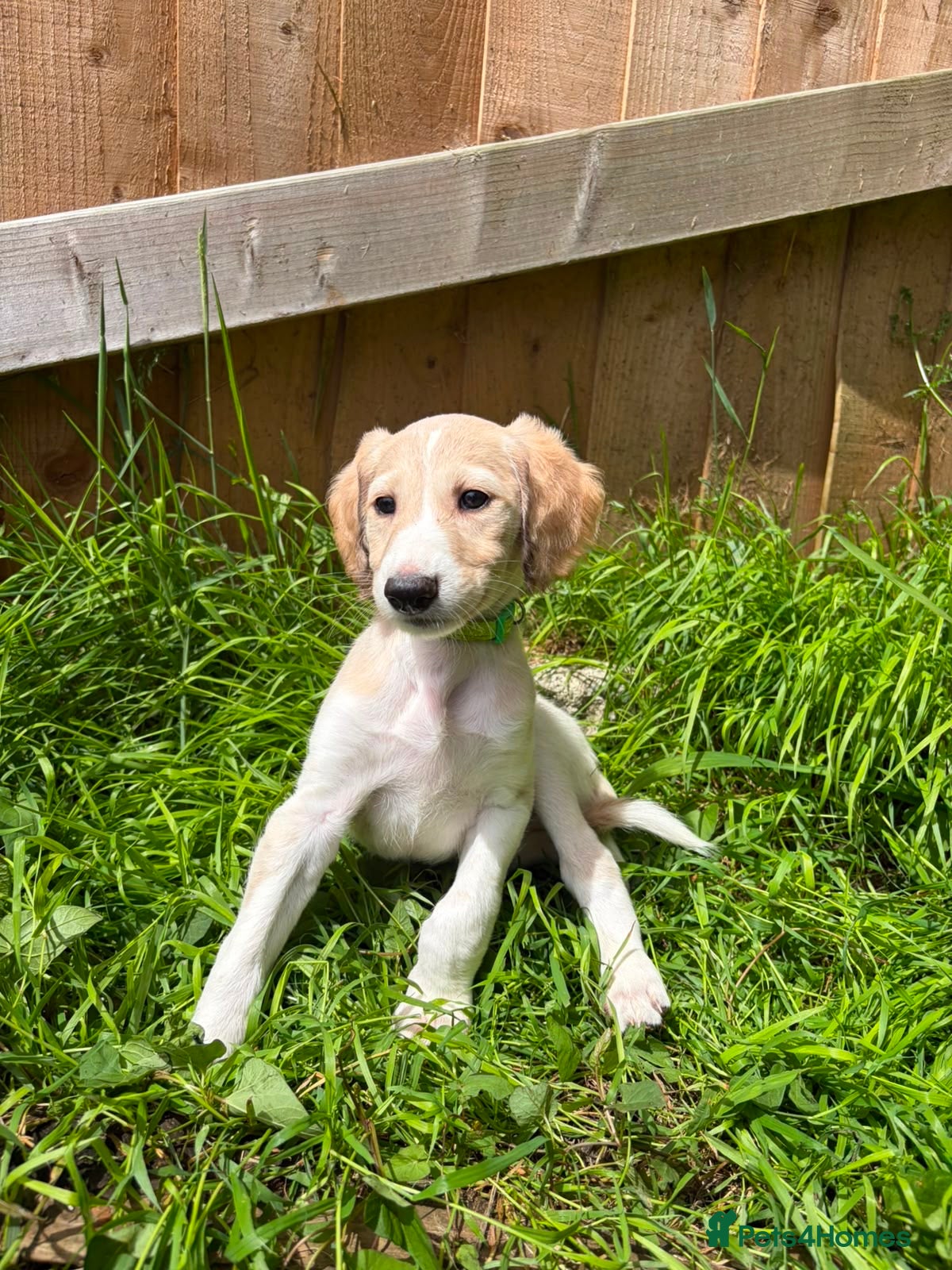 Saluki dogs Beautiful Saluki pups from champion lines - Advert 2