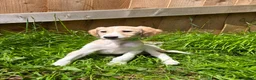 Saluki dogs for sale: Beautiful Saluki pups from champion lines - Advert 3