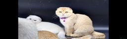 Scottish Fold cats for sale: Beautiful TICA Registered Scottish Girl Kittens - Advert 13