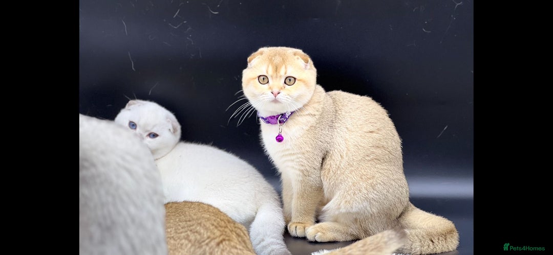 Scottish Fold cats for sale: Beautiful TICA Registered Scottish Girl Kittens - Advert 13