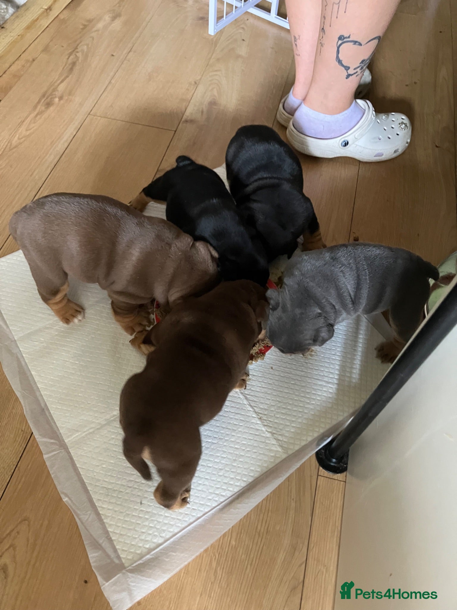 Olde English Bulldogge dogs Bulldog puppies - Advert 2