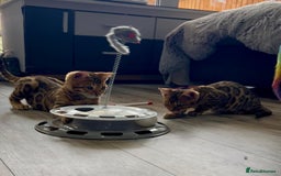 Bengal cats for sale: Stunning 5 Generations Pedigree kittens in London - Image 17