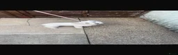 Poochon dogs for sale: Poochon for sale  - Advert 3