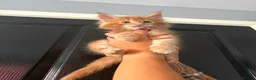 Maine Coon cats for sale: GCCF Registered Maine Coon Kittens  in Middlewich - Advert 10
