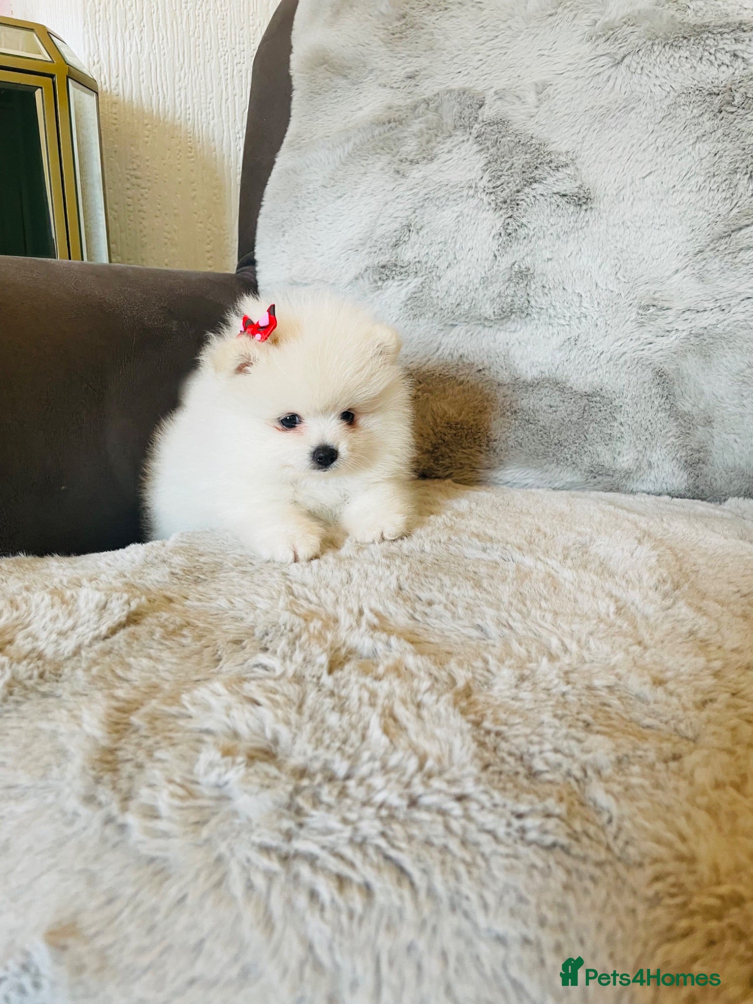 Pomeranian dogs Stunning Kc Teddy Bear Pomeranian pups - Advert 16