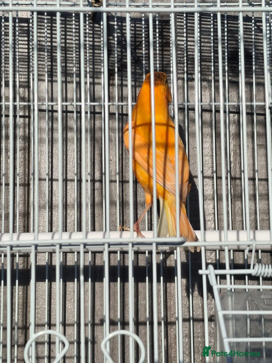 Budgerigars birds for sale: Orange canary male with cage - Advert 8