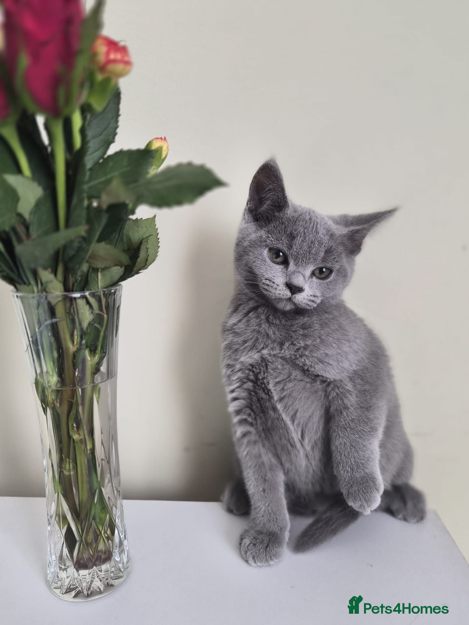 British Shorthair cats READY NOW! Adorable British shorthair kittens  😻 - Advert 2