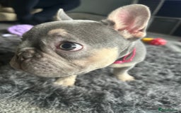 French Bulldog dogs for sale: *READY TO LEAVE* stunning lilac/tan girl frenchie - Image 27
