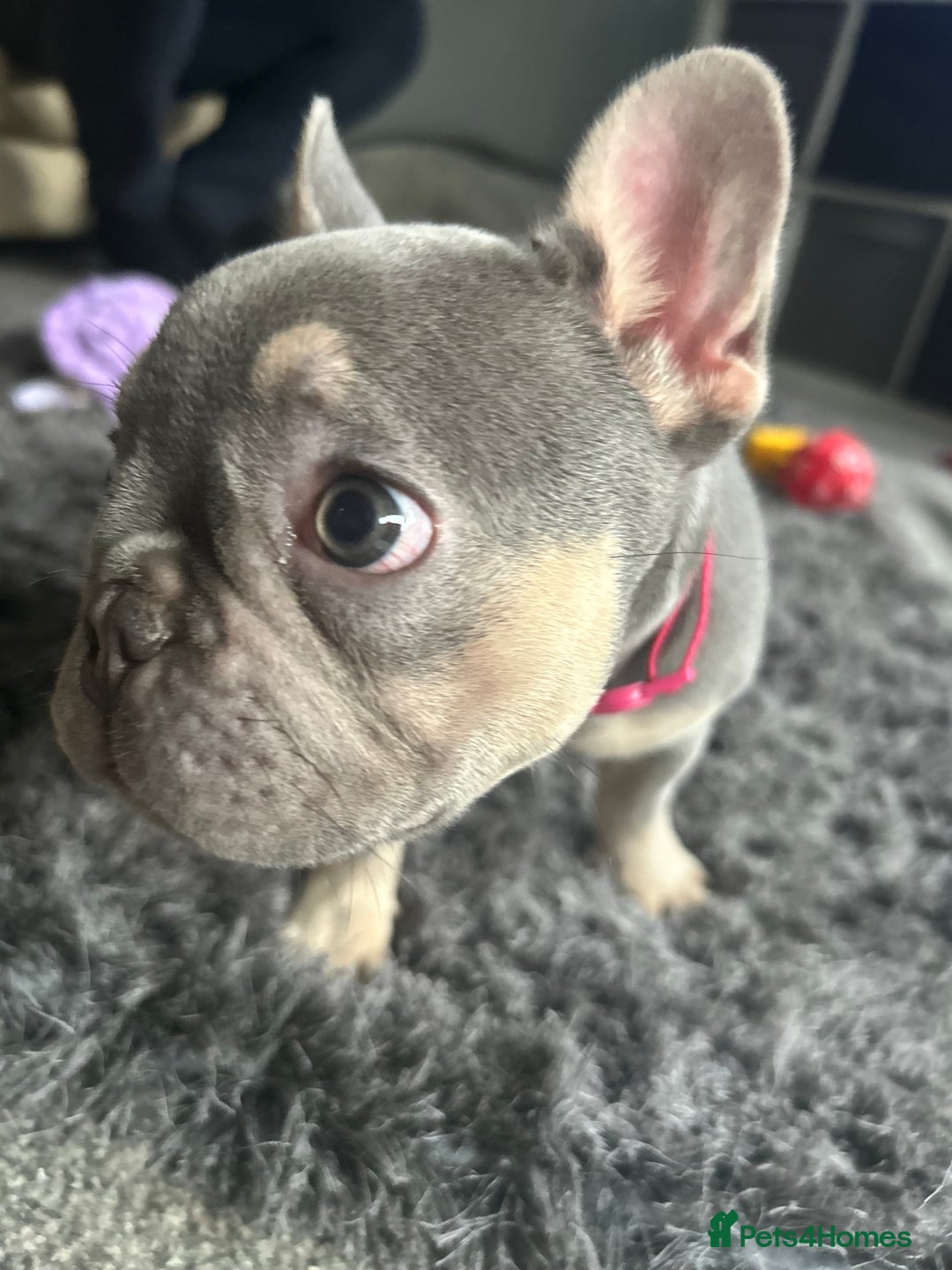 French Bulldog dogs for sale: *READY TO LEAVE* stunning lilac/tan girl frenchie - Image 27