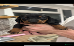 Dachshund dogs for sale: Mini dachshunds - 1 girl available - Image 23