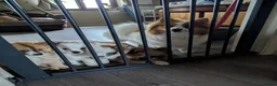 Pomeranian dogs for sale: Beautiful Pomeranian Puppies Ready Now in Nottingham - Advert 19
