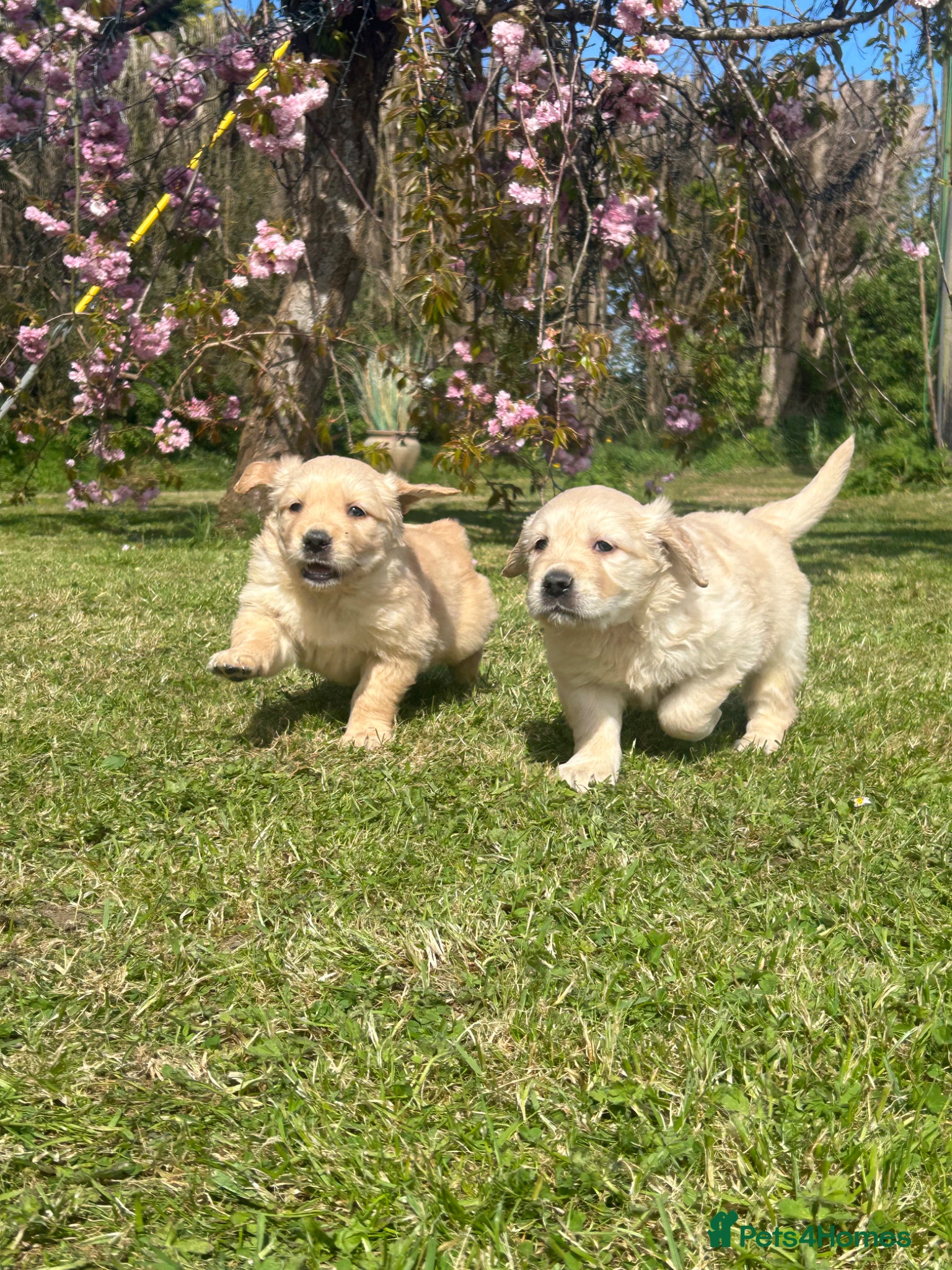 Golden Retriever dogs  Kc registered golden retriever puppies available - Advert 1