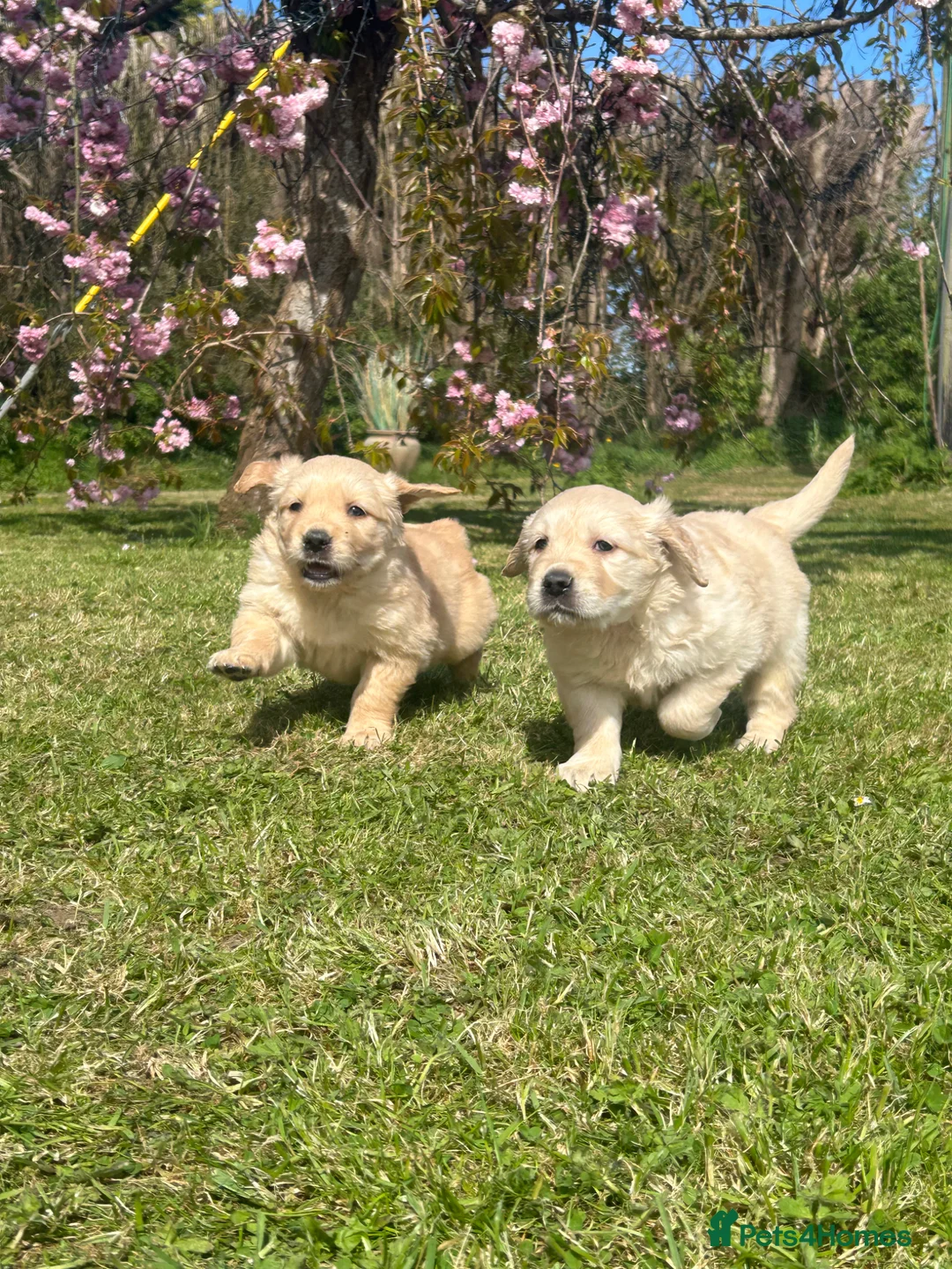 Golden Retriever dogs for sale:  Kc registered golden retriever puppies available - Advert 1