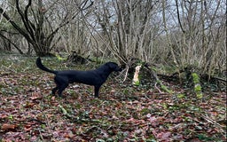Labrador Retriever dogs for stud: Black Labrador Retriever – At Stud. KC Registered in Salisbury - Image 8