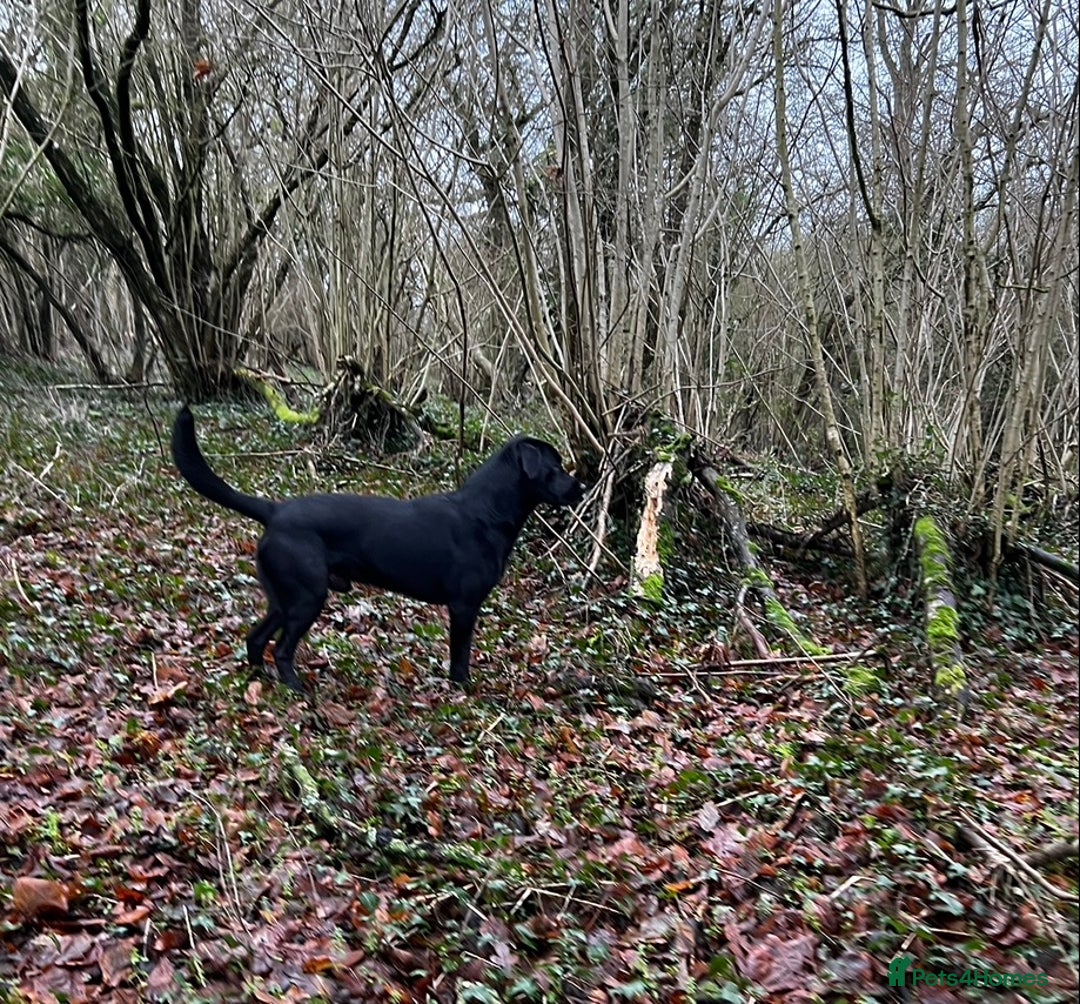 Labrador Retriever dogs for stud: Black Labrador Retriever – At Stud. KC Registered in Salisbury - Image 8