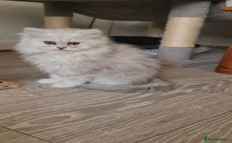 Persian cats - Advert 3
