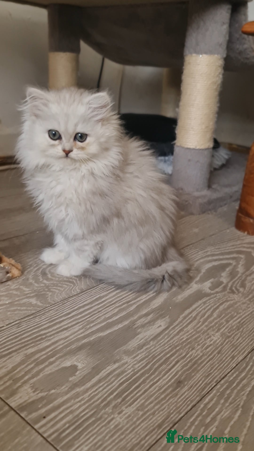 Persian cats for sale: READY NOW Persian Chinchilla kittens - Image 1