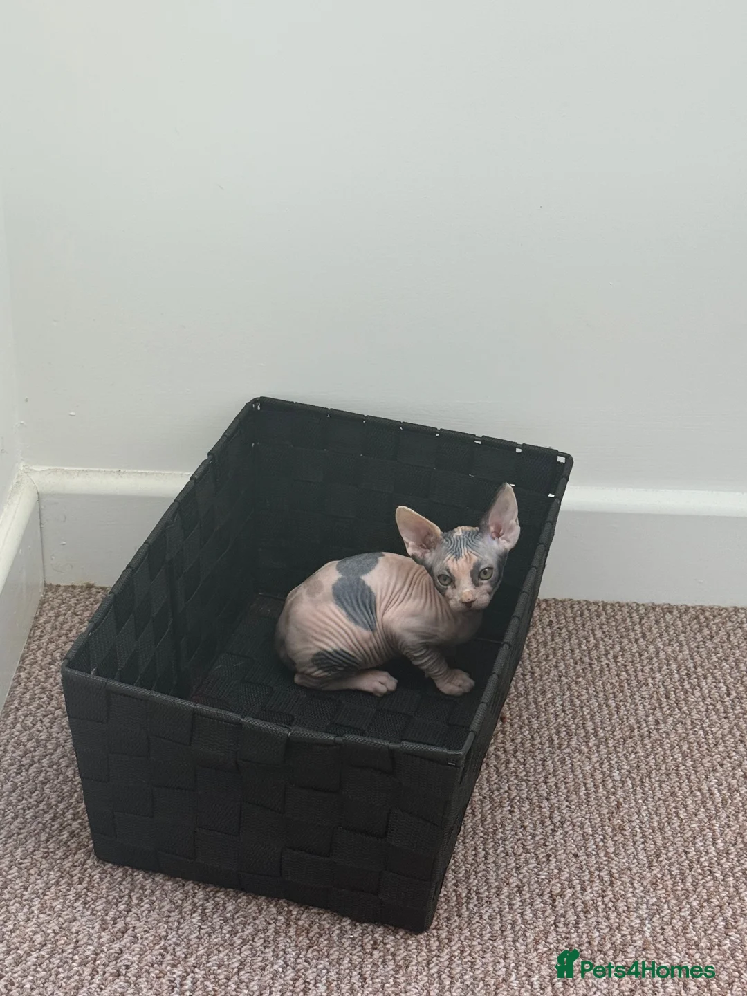 Sphynx cats for sale: sphynx kittens for sale - Advert 2