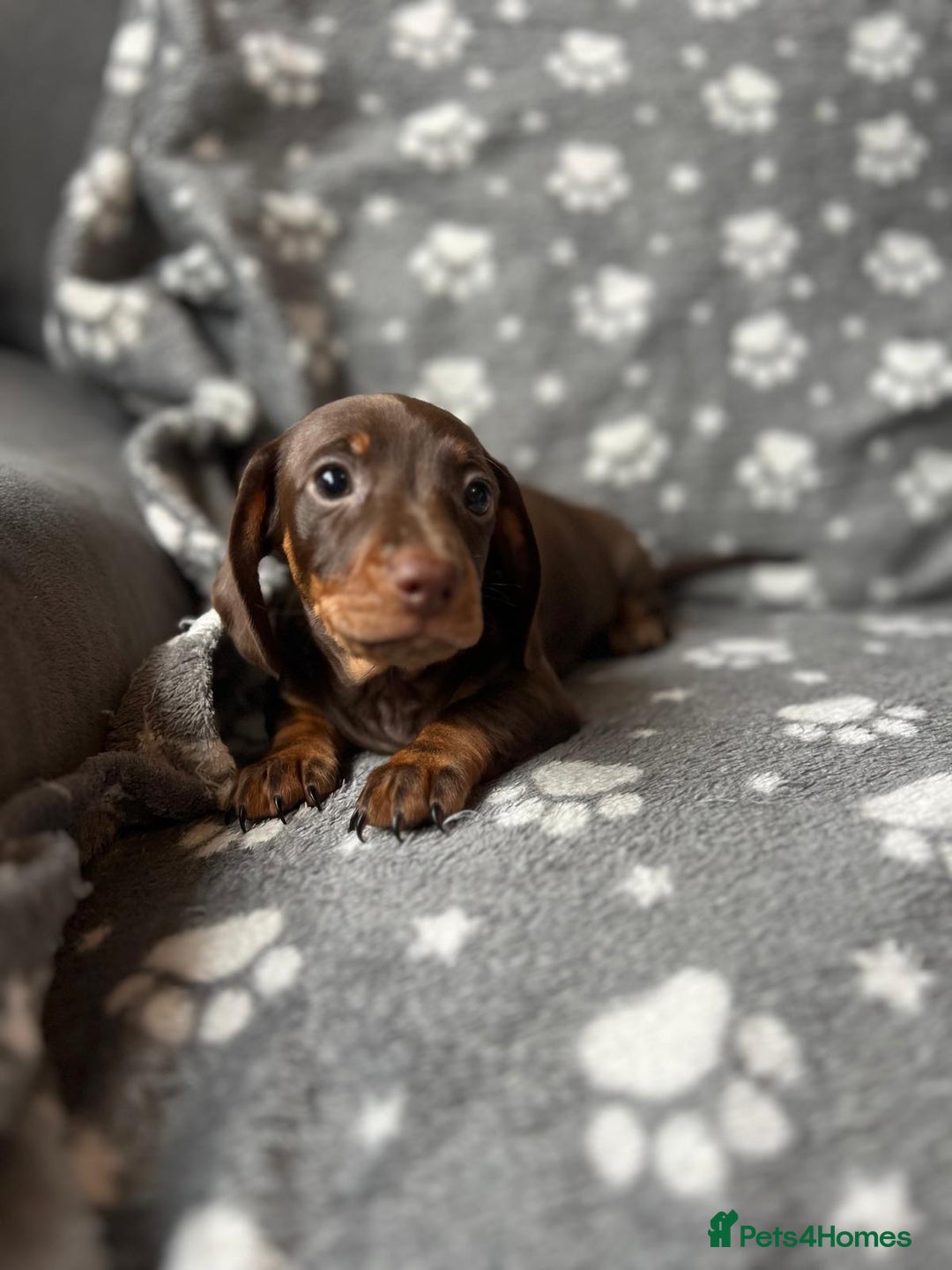 Miniature Dachshund dogs for sale: Miniature Dachshund Puppies  - Image 17