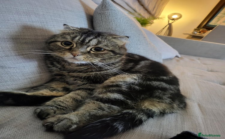 Scottish Fold cats - Advert 16