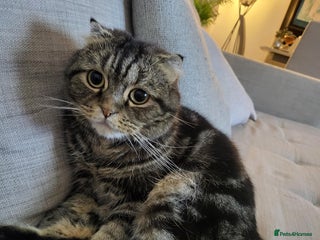 Scottish Fold cats - Advert 7