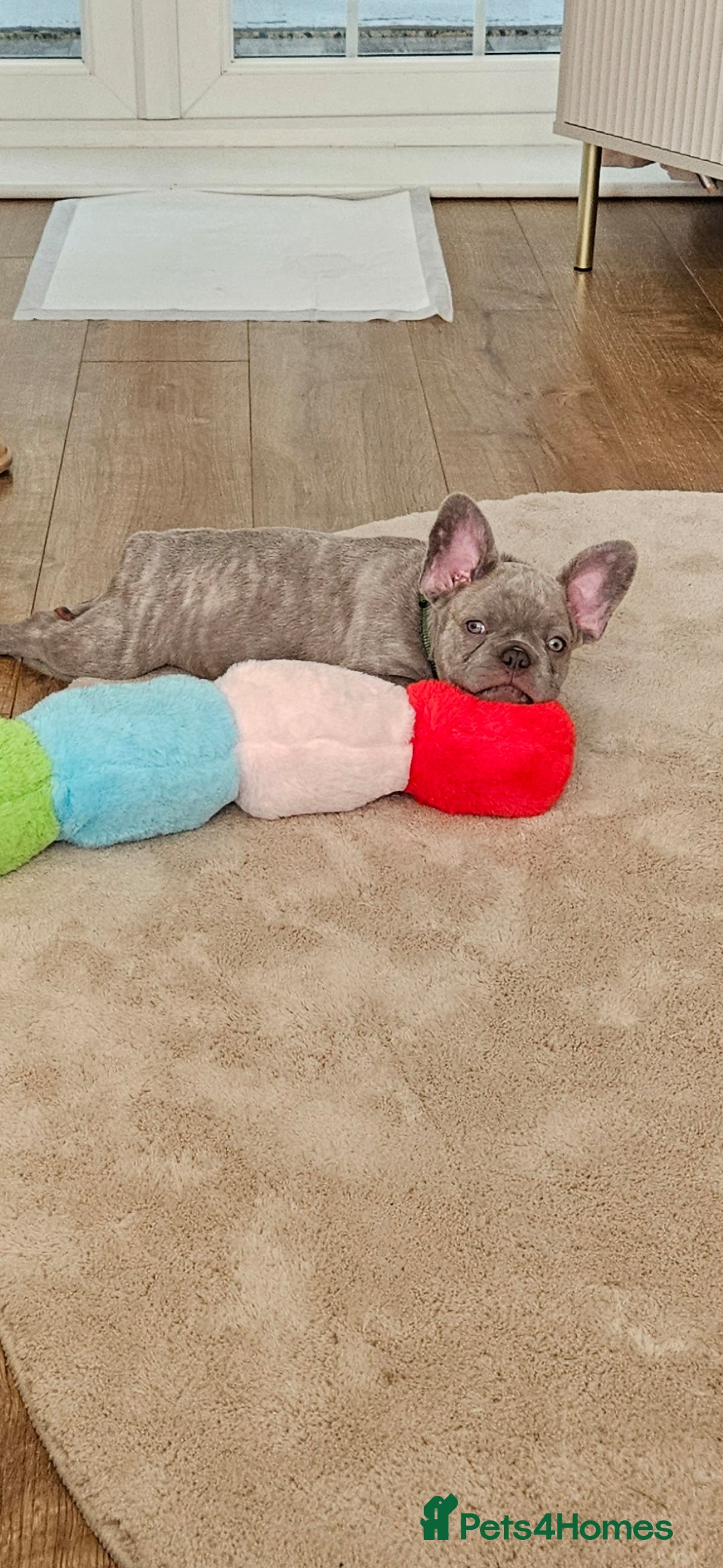 French Bulldog dogs for sale: Ralphie 12 week old French Bulldog - Image 8