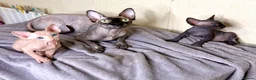 Sphynx cats for sale: Canadian Sphynx Kittens 4 Boys & 1 Girl  in Romford - Advert 9