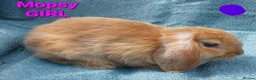 Mini Lop rabbits for sale: 5 Beautiful Baby Mini Lops - Advert 10