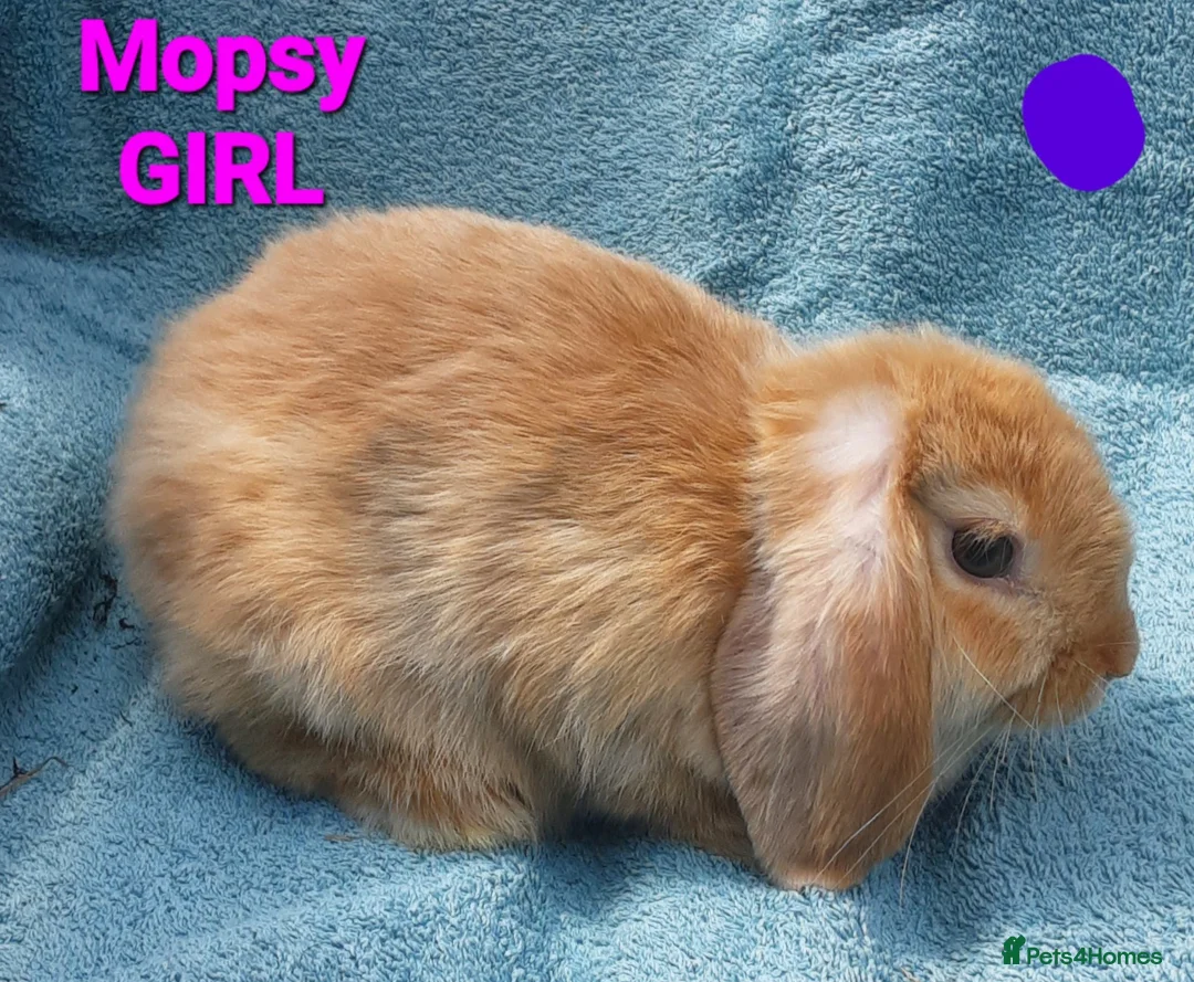 Mini Lop rabbits for sale: 5 Beautiful Baby Mini Lops - Advert 10