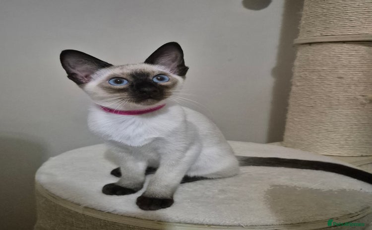 Siamese cats - Advert 1