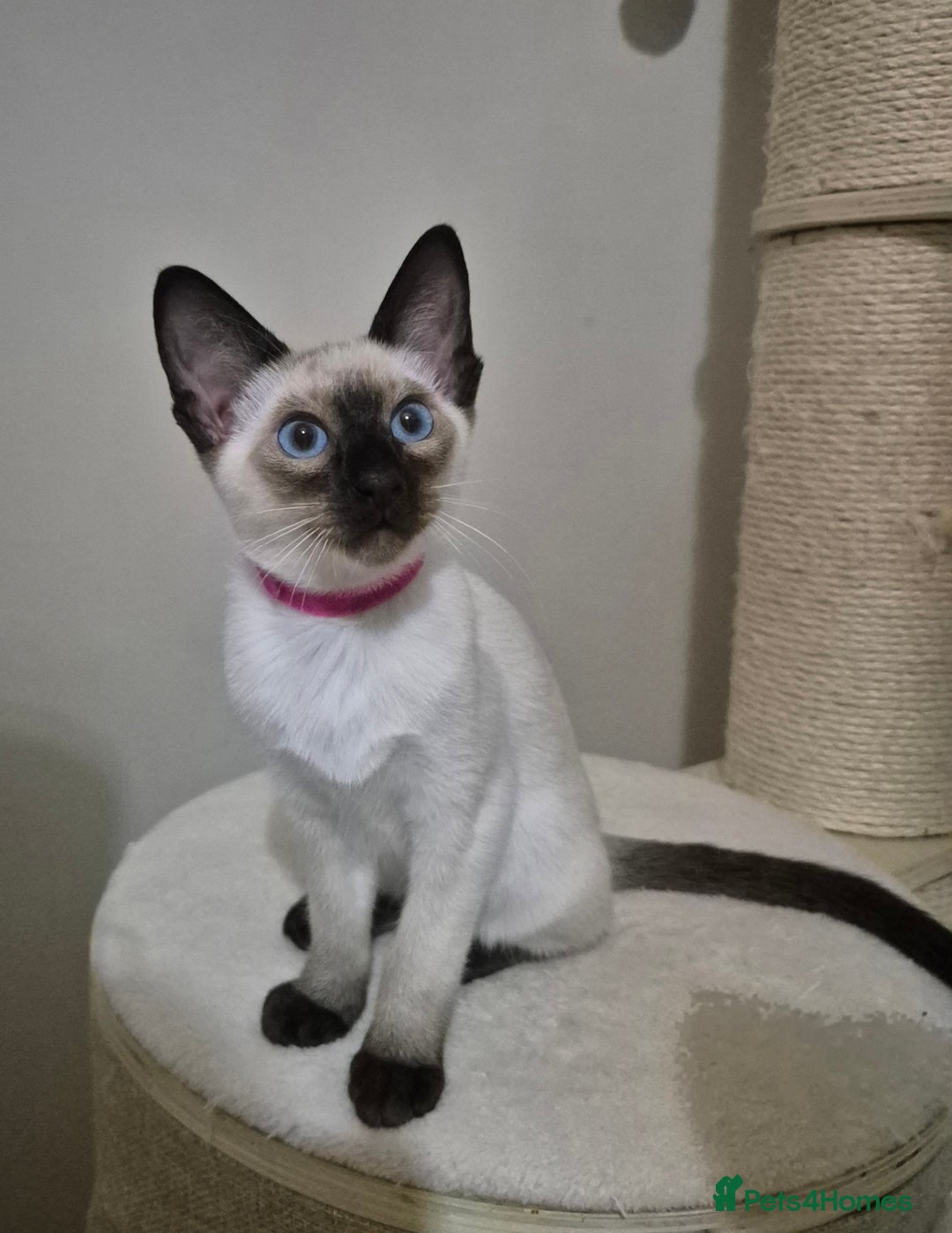 Siamese cats for sale: 1 Seal Point Siamese Kitten GCCF registered  - Image 1