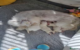Maltese dogs for stud: Rocky Tiny Maltese for stud in Coventry - Image 10