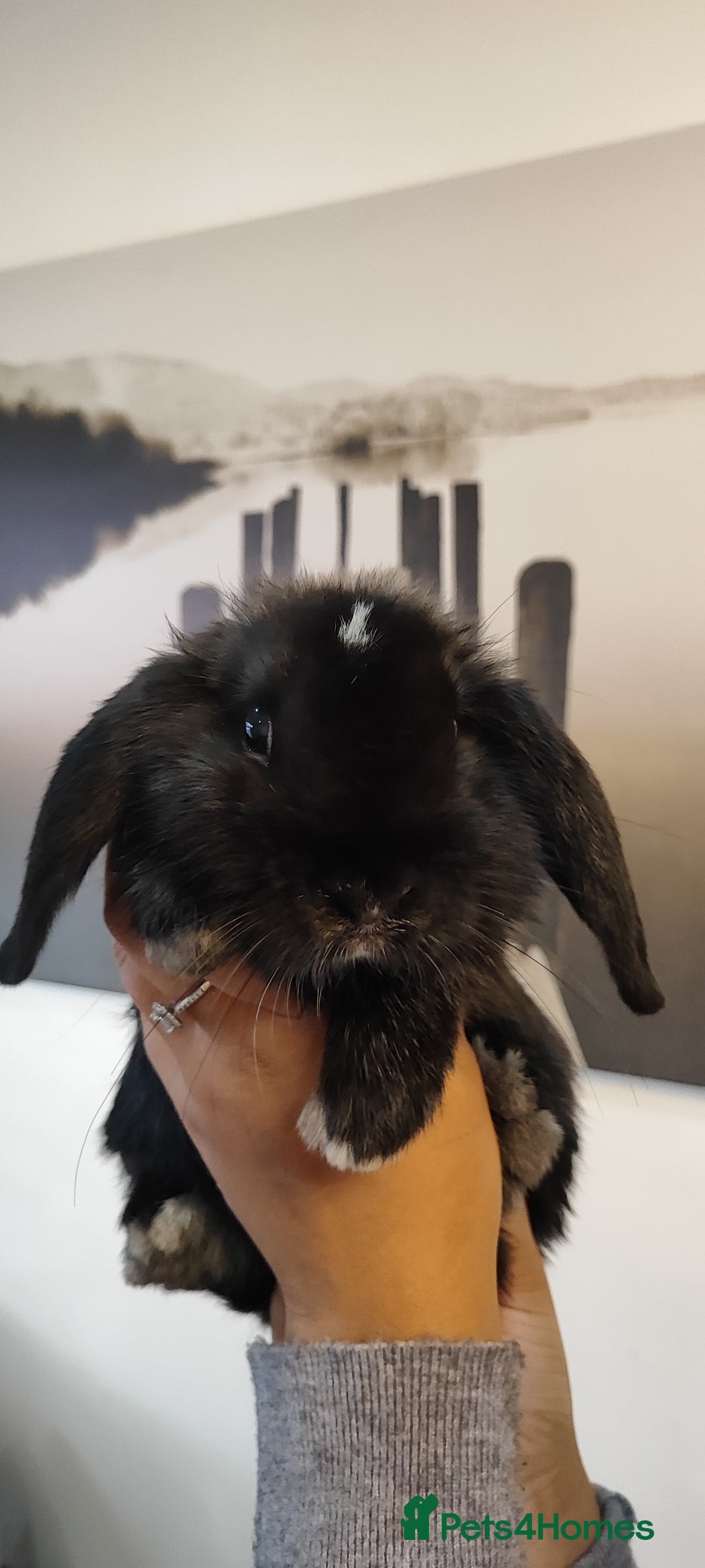 Mini Lop rabbits for sale: Mini lop and mini lop lion head  - Advert 7