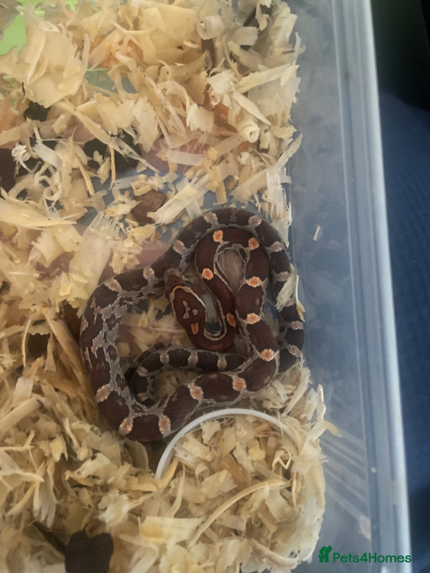 Corn Snake reptiles for sale: Baby Corn Snakes - Advert 1