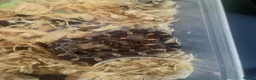 Corn Snake reptiles for sale: Baby Corn Snakes - Advert 1