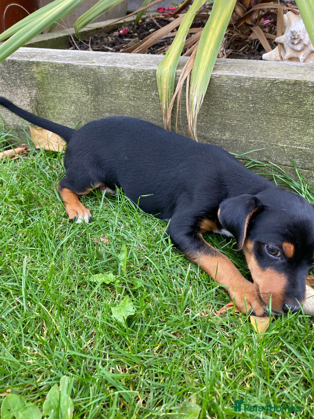 Jack Russell dogs for sale: Jack Russell terrier puppies - Image 10
