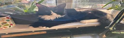 Maine Coon cats for sale: 7 month old Tuxedo Maine Coon Male Kitten - Advert 3