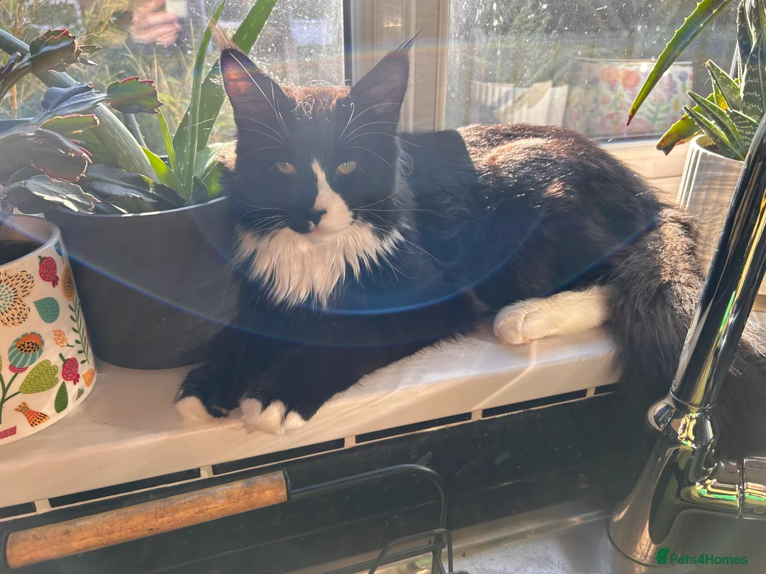 Maine Coon cats for sale: 7 month old Tuxedo Maine Coon Male Kitten - Advert 3