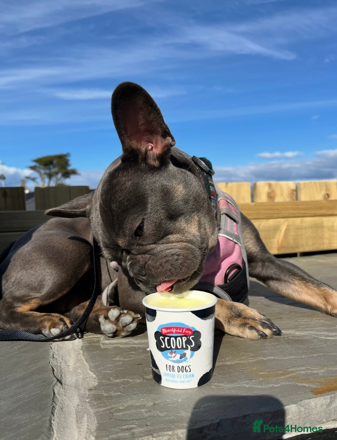 French Bulldog dogs for sale: Meet Zola 🐶  - Image 3