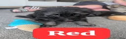German Shepherd dogs for sale: Beautiful KC German Shepherd Puppies - Advert 7