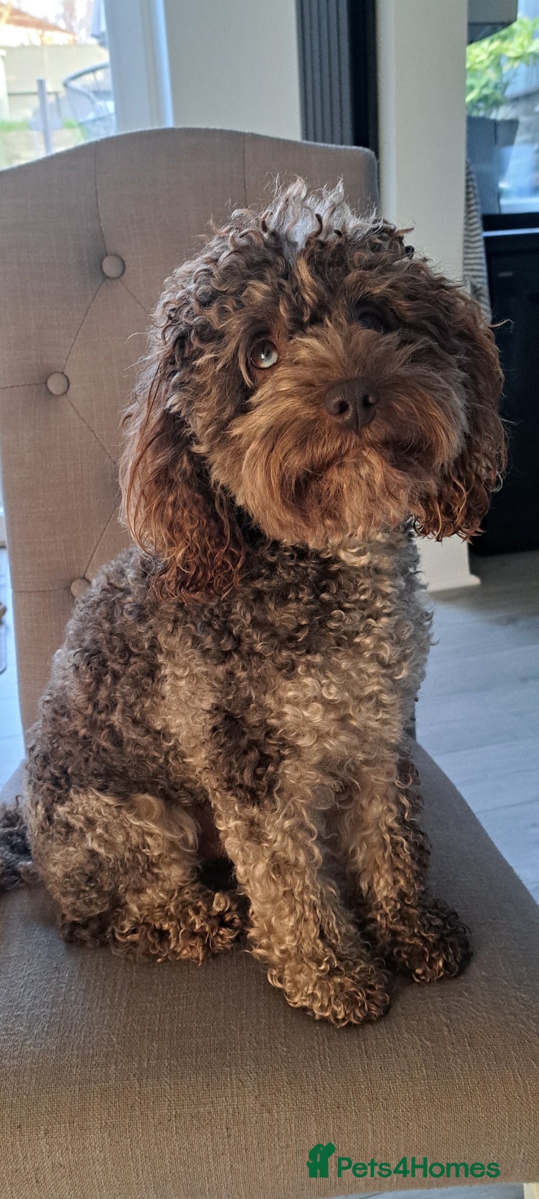 Cockapoo dogs Cockapoo for stud merle DNA health tested, proven  in Bristol - Advert 4