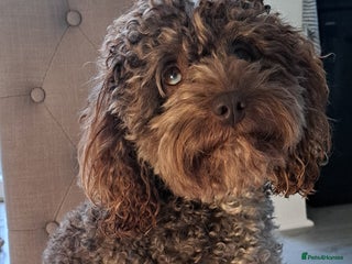 Cockapoo dogs Cockapoo for stud merle DNA health tested, proven in Bristol - Advert 4