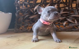 French Bulldog dogs for sale: Pedigree Frenchies - New Shade Isabella’s & Lilacs - Image 18