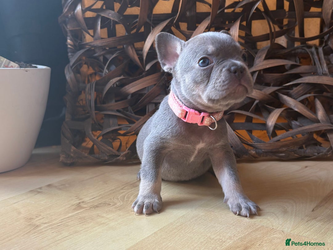 French Bulldog dogs for sale: Pedigree Frenchies - New Shade Isabella’s & Lilacs - Image 18