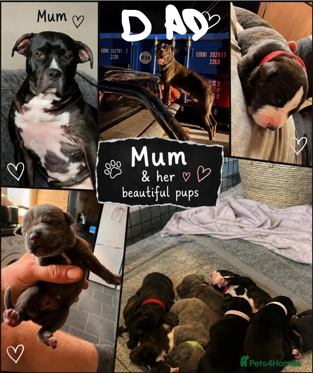 Mixed Breed dogs for sale: Staff x presa Canario pups - Advert 2