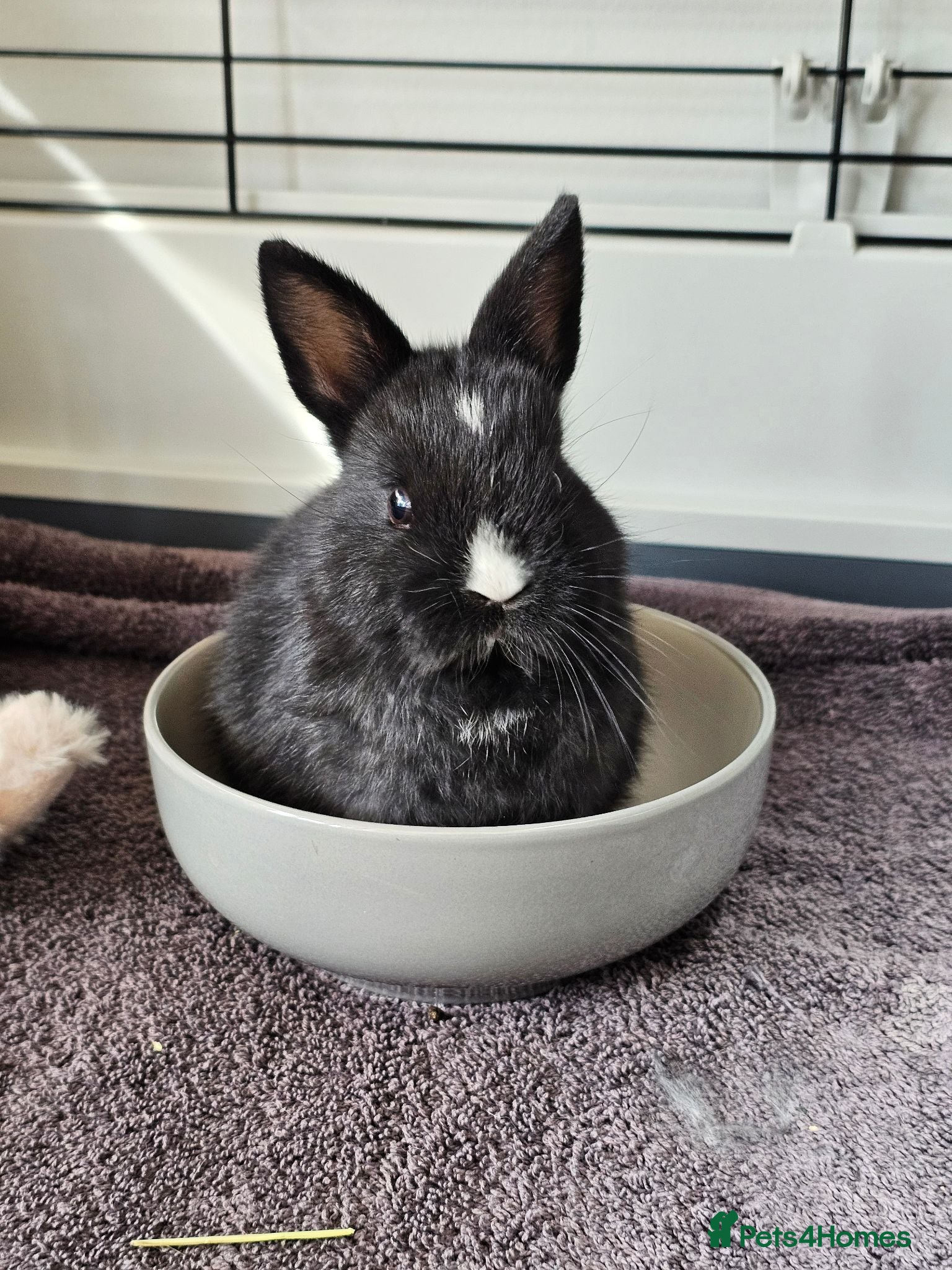 Netherland Dwarf rabbits Purebred Netherland Dwarf Doe - Advert 1