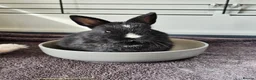Netherland Dwarf rabbits for sale: Purebred Netherland Dwarf Doe - Advert 1