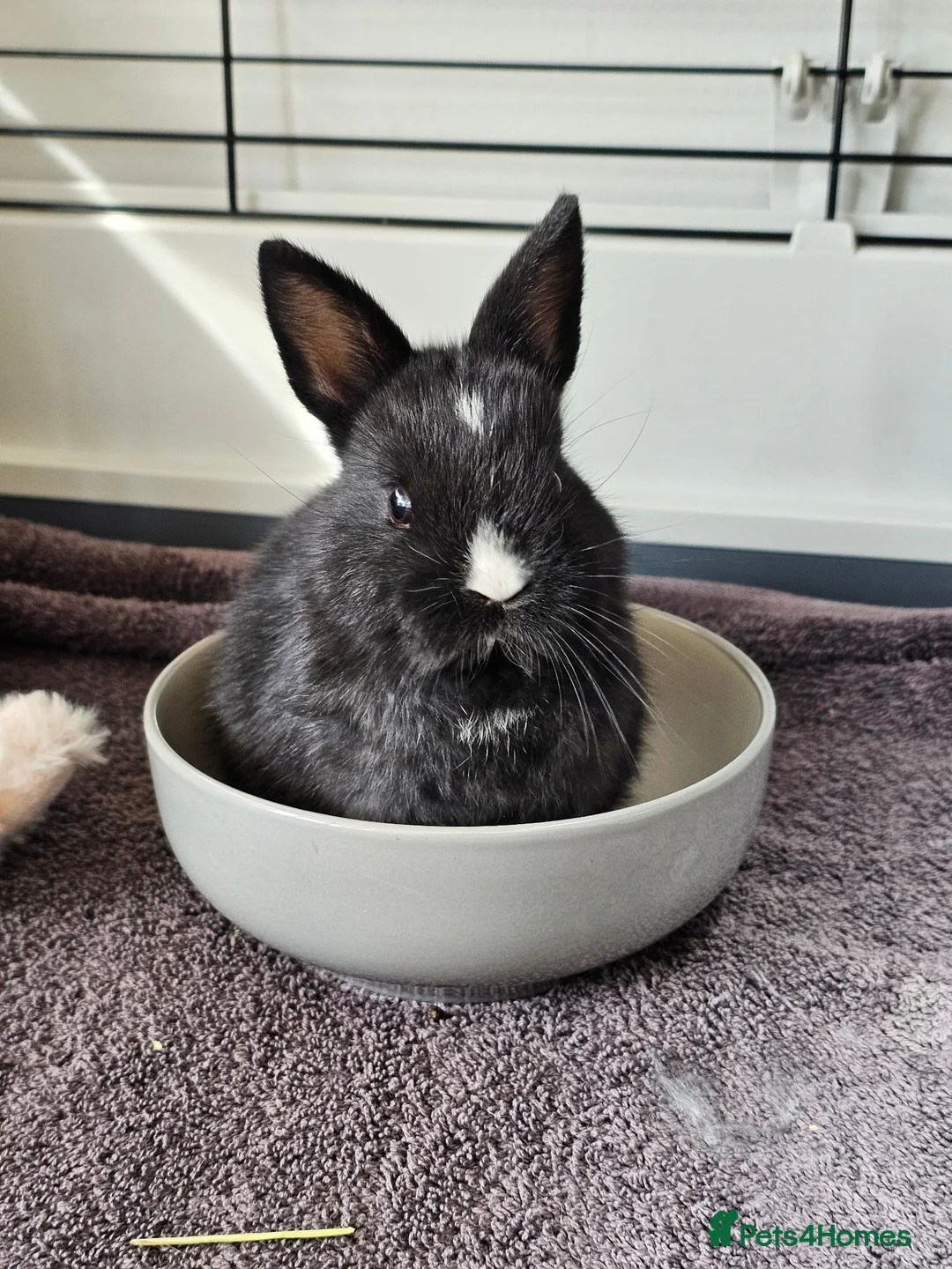 Netherland Dwarf rabbits for sale: Purebred Netherland Dwarf Doe - Advert 1