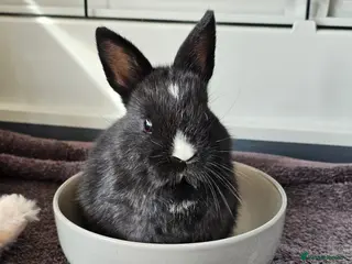 Netherland Dwarf rabbits Purebred Netherland Dwarf Doe - Advert 1