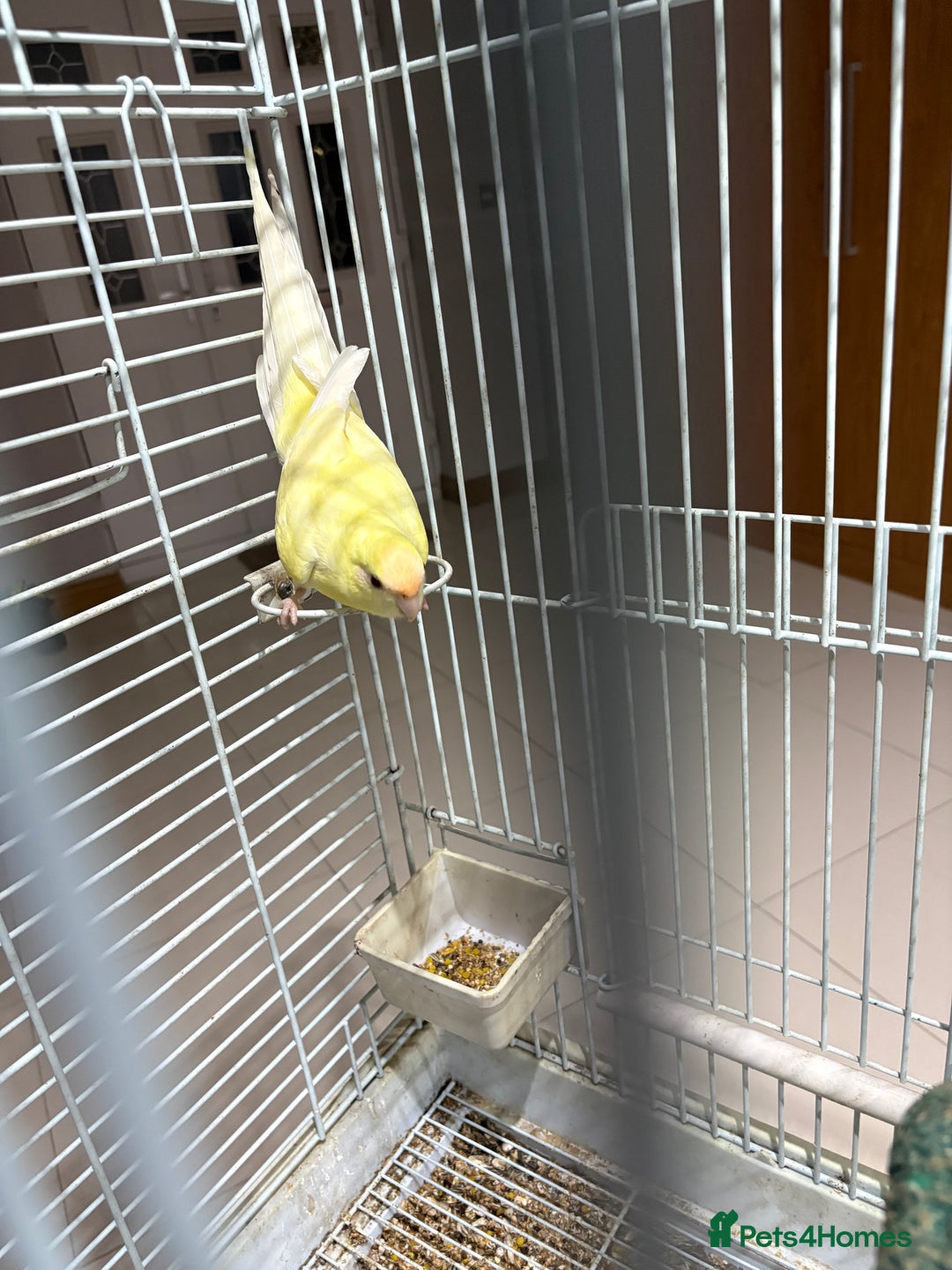 Parakeets birds for sale: Parakeet - Advert 1